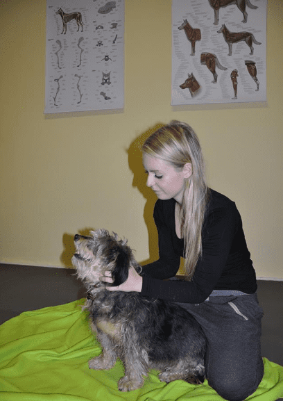 Obrázek - Dog's Health - fyzioterapie, rehabilitace a masáže psů